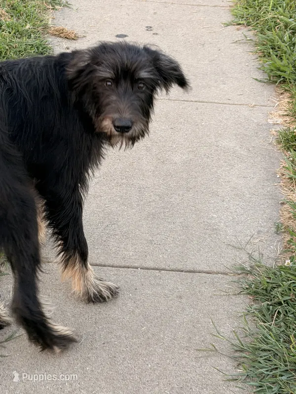 Maisie – Giant Schnauzer, Irish Wolfhound puppy for sale in Bolivar, MO