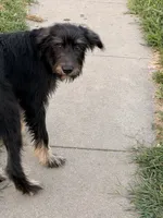 Maisie, a female Giant Schnauzer and Irish Wolfhound for sale in Bolivar, MO – 1 of 7