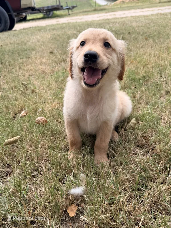Golden Girl  – Golden Retriever puppy for sale in Bolivar, MO
