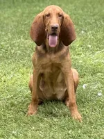 Whinnie , a female Bloodhound for sale in Bolivar, MO – 2 of 6