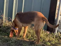 Whinnie , a female Bloodhound for sale in Bolivar, MO – 3 of 6