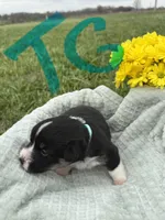 C-Teal Girl , a female Cardigan Welsh Corgi and Pembroke Welsh Corgi for sale in Bolivar, MO – Photo 2 of 5