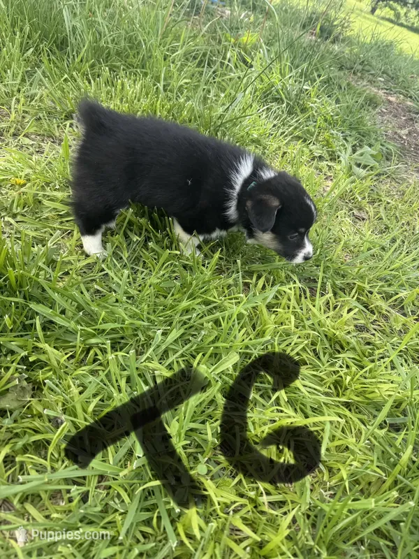C-Teal Girl  – Cardigan Welsh Corgi, Pembroke Welsh Corgi puppy for sale in Bolivar, MO