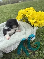 C-Teal Girl , a female Cardigan Welsh Corgi and Pembroke Welsh Corgi for sale in Bolivar, MO – Photo 4 of 5