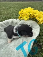 C-Teal Girl , a female Cardigan Welsh Corgi and Pembroke Welsh Corgi for sale in Bolivar, MO – Photo 5 of 5
