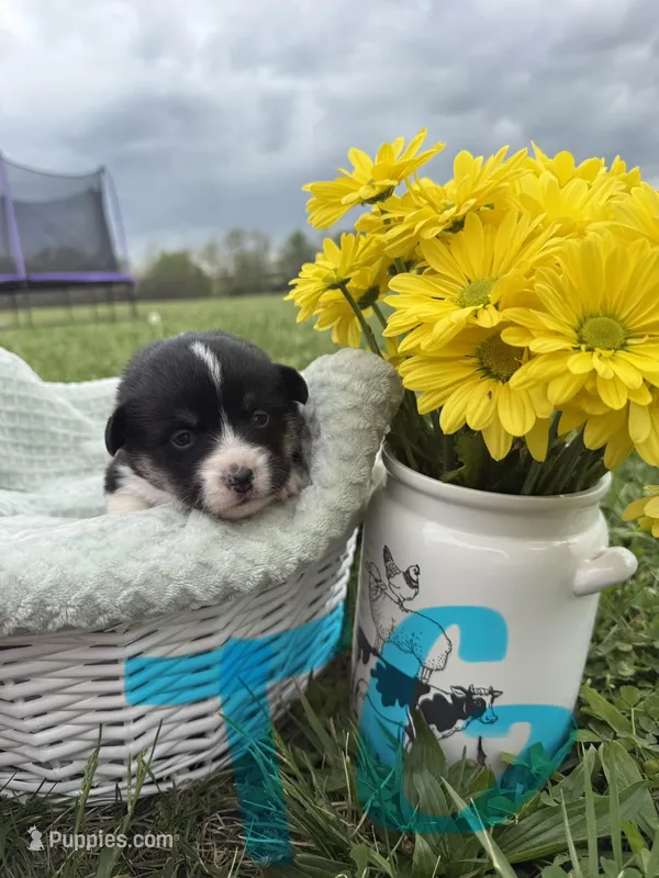C-Teal Girl  – Cardigan Welsh Corgi, Pembroke Welsh Corgi puppy for sale in Bolivar, MO