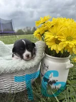 C-Teal Girl , a female Cardigan Welsh Corgi and Pembroke Welsh Corgi for sale in Bolivar, MO – Photo 1 of 5