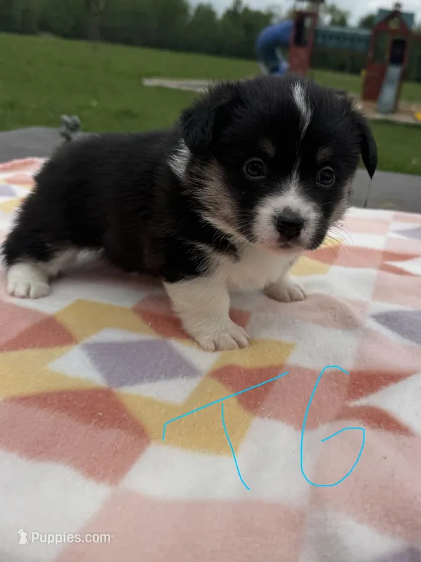 C-Teal Girl  – Cardigan Welsh Corgi, Pembroke Welsh Corgi puppy for sale in Bolivar, MO