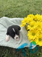 C-Teal Girl , a female Cardigan Welsh Corgi and Pembroke Welsh Corgi for sale in Bolivar, MO – Photo 3 of 5