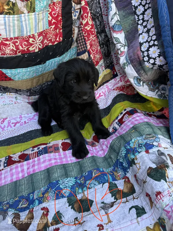 Orange Boy  – Giant Schnauzer, Irish Wolfhound puppy for sale in Bolivar, MO