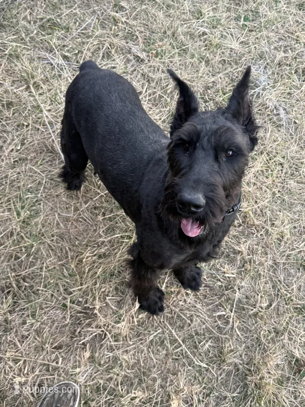 Orange Boy  – Giant Schnauzer, Irish Wolfhound puppy for sale in Bolivar, MO