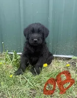 Orange Boy , a male Giant Schnauzer and Irish Wolfhound for sale in Bolivar, MO – Photo 1 of 5