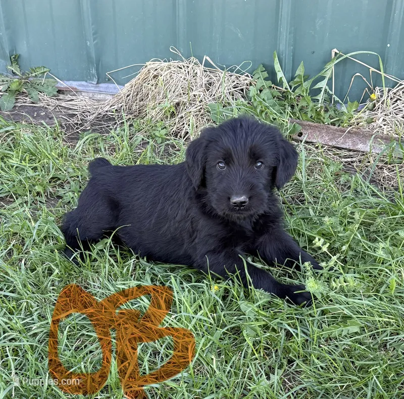 Orange Boy  – Giant Schnauzer, Irish Wolfhound puppy for sale in Bolivar, MO