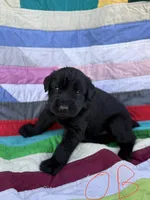 Orange Boy , a male Giant Schnauzer and Irish Wolfhound for sale in Bolivar, MO – Photo 3 of 5