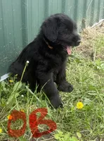 Orange Boy , a male Giant Schnauzer and Irish Wolfhound for sale in Bolivar, MO – Photo 3 of 5