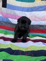 Orange Boy , a male Giant Schnauzer and Irish Wolfhound for sale in Bolivar, MO – Photo 2 of 5