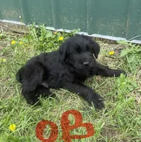 Orange Boy , a male Giant Schnauzer and Irish Wolfhound for sale in Bolivar, MO – Photo 2 of 5