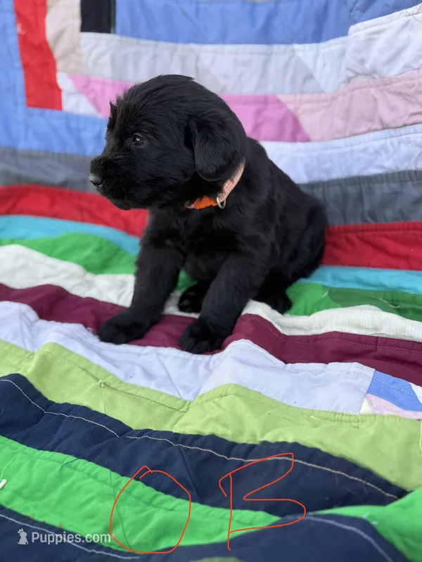 Orange Boy  – Giant Schnauzer, Irish Wolfhound puppy for sale in Bolivar, MO