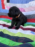 Orange Boy , a male Giant Schnauzer and Irish Wolfhound for sale in Bolivar, MO – Photo 1 of 5
