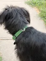 Maisie, a female Giant Schnauzer and Irish Wolfhound for sale in Bolivar, MO – 3 of 7