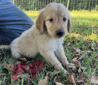 Golden Girl , a male Golden Retriever for sale in Bolivar, MO – 2 of 4