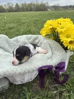 C- Purple Girl , a female Cardigan Welsh Corgi and Pembroke Welsh Corgi for sale in Bolivar, MO – Photo 2 of 4