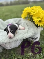 C- Purple Girl , a female Cardigan Welsh Corgi and Pembroke Welsh Corgi for sale in Bolivar, MO – Photo 1 of 4
