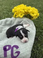C- Purple Girl , a female Cardigan Welsh Corgi and Pembroke Welsh Corgi for sale in Bolivar, MO – Photo 4 of 4