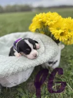 C- Purple Girl , a female Cardigan Welsh Corgi and Pembroke Welsh Corgi for sale in Bolivar, MO – Photo 3 of 4