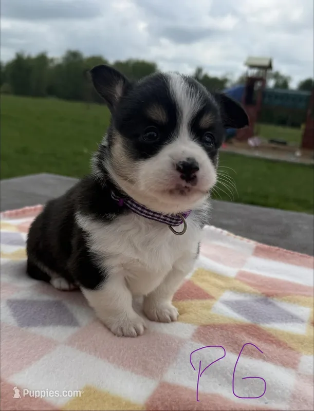 C- Purple Girl  – Cardigan Welsh Corgi, Pembroke Welsh Corgi puppy for sale in Bolivar, MO