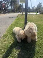 Aloo, a male Goldendoodle for sale in Los Angeles, CA – 5 of 6