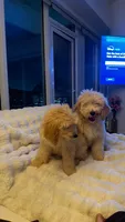 Aloo, a male Goldendoodle for sale in Los Angeles, CA – 4 of 6