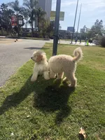 Aloo, a male Goldendoodle for sale in Los Angeles, CA – 6 of 6