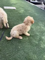 Aloo, a male Goldendoodle for sale in Los Angeles, CA – 3 of 6