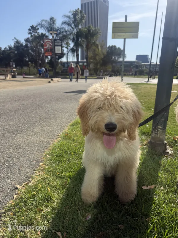 Aloo – Goldendoodle puppy for sale in Los Angeles, CA