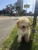 Aloo, a male Goldendoodle for sale in Los Angeles, CA – 1 of 6