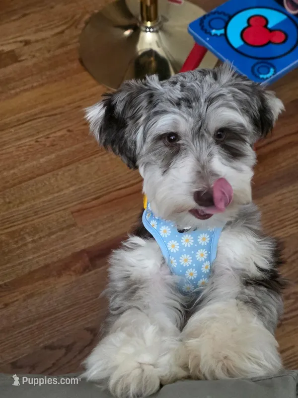 Roxy – Miniature Schnauzer puppy for sale in Acworth, GA