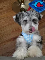 Roxy, a female Miniature Schnauzer for sale in Acworth, GA – Photo 1 of 5