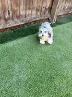 Roxy, a female Miniature Schnauzer for sale in Acworth, GA – Photo 4 of 5