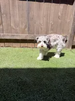 Roxy, a female Miniature Schnauzer for sale in Acworth, GA – Photo 3 of 5