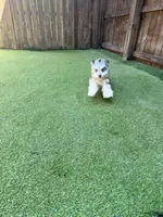 Roxy, a female Miniature Schnauzer for sale in Acworth, GA – Photo 5 of 5