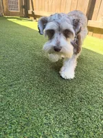 Roxy, a female Miniature Schnauzer for sale in Acworth, GA – Photo 2 of 5
