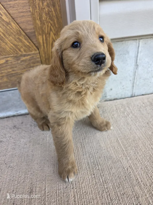 Teddy – Goldendoodle, Golden Retriever puppy for sale in Sidney, OH
