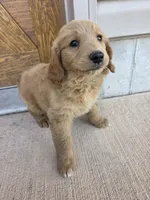 Teddy, a male Goldendoodle and Golden Retriever for sale in Sidney, OH – 1 of 5