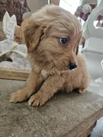 Chevy, a male Goldendoodle for sale in Sidney, OH – Photo 2 of 4