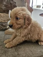 Chevy, a male Goldendoodle for sale in Sidney, OH – Photo 3 of 4