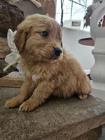 Chevy, a male Goldendoodle for sale in Sidney, OH – Photo 1 of 4