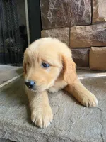 Tripp, a male Golden Retriever for sale in Sidney, OH – 2 of 5