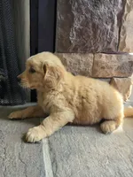 Tripp, a male Golden Retriever for sale in Sidney, OH – 5 of 5