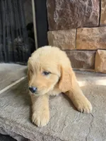 Tripp, a male Golden Retriever for sale in Sidney, OH – 4 of 5